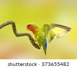 beautiful green parrot lovebird on colorful nature  background