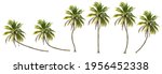 Small photo of Coconut trees in different stems, Isolated on white background