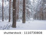 Winter forest with great snow. Nature in the vicinity of Pruzhany, Brest region, Belarus.