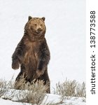 Stock Photo Of A Grizzly Bear...