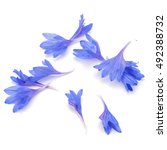 Blue Cornflower Herb Or...