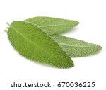 Sage Leaves Isolated On White...