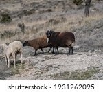 Sheep In A Mountain Area Grazing