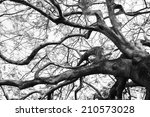 Old Flame Tree In Black White...