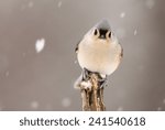 Tufted Titmouse On Branch...