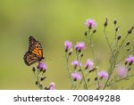 Monarch Butterfly  Danaus...