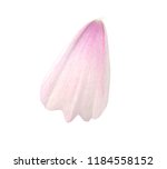 a pink cosmos blooming petal... | Shutterstock . vector #1184558152