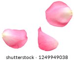 A Pink Rose Petal Isolated White