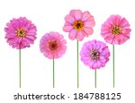 Pink Zinnia Flowers Isolated...