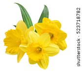 Daffodil Flowers Isolated