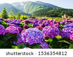 Purple Hydrangea Flowers Are...