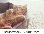 A Ginger Cat Sleeps In His Soft ...