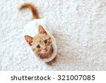 Cute Little Ginger Kitten...