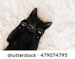Cute Little Black Kitten Sleeps ...