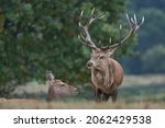 Small photo of Dominant Red Deer stag (Cervus elaphus) and hind nuzzle during the annual rut in Bradgate Park, Leicestershire, England.
