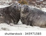 Southern Elephant Seal Pups ...