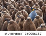Adult King Penguin (Aptenodytes patagonicus) standing amongst a large group of nearly fully grown chicks at Volunteer Point in the Falkland Islands. 