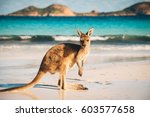 Kangaroo At Lucky Bay In The...