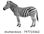 Young beautiful zebra isolated on white background. Zebra close up. Zebra cutout full length. Zoo animals. 