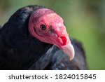 Vulture Turkey Necrophorous...