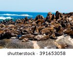 Cape Fur Seals Colony In Hout...