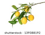 Branch Of  Juicy Small Lemons ...