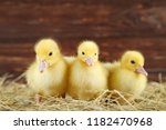 Little Yellow Ducklings On Hay