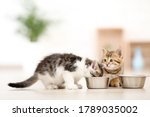 Kittens Eating From Feeding...