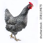 Barred Plymouth Rock Hen With...