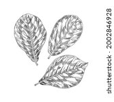 leaves of almond plant  retro... | Shutterstock .eps vector #2002846928