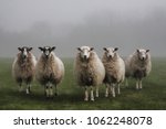 Five sheep in a field on a misty morning in Dorset.