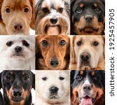 Small photo of Collage with nine dogs portraits together. Golden retriever bernese scottish setter maltese terrier doggy