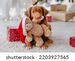 Toller retriever dog in Christmas time holding teddy bear toy with Santa hat at home with New Year festive decoration and gifts. Doggy pet and magic Xmas atmosphere