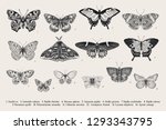 Set Butterflies. Vector Vintage ...