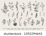 spring flowers and ferns. set.... | Shutterstock .eps vector #1352294642