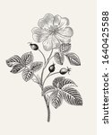rose hip. wild rose. botanical... | Shutterstock .eps vector #1640425588