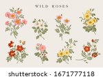 Wild Roses. Yellow  Red  Pink ...