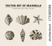 Set Of Vector Vintage Seashells....
