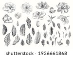 magnolia grandiflora. vector... | Shutterstock .eps vector #1926661868