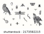 Birds And Insects. Set. Vector...