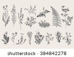 herbs and wild flowers. botany. ... | Shutterstock .eps vector #384842278