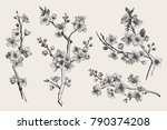 sakura. cherry blossom branch.... | Shutterstock .eps vector #790374208
