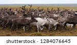 Herd Of Reindeer On A Yearly...