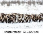 Reindeers Migrate For A Best...