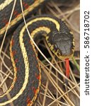 Red Sided Garter Snake...
