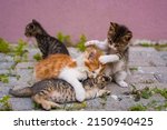Group of four small kittens are ...