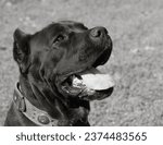 Small photo of Portrait of an Italian Mastiff Cane Corso. Black and white Italian Mastiff Cane Corso outdoors. Walking training on a level paddock. Large breed of Roman gladiator dogs. The oldest dog breed