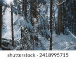 Snowy winter forest in sunny day, hoarfrost, snow and ice on tree trunks and branches