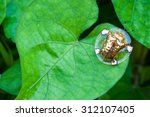 Golden Tortoise Beetle...