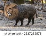 lion wild boar mounting in the forest of Kleinmachnow Berlin